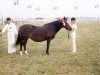 Zuchtstute Bardot (New-Forest-Pony, 1967, von Mudeford Midnight)