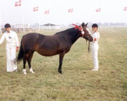 Zuchtstute Bardot (New-Forest-Pony, 1967, von Mudeford Midnight)