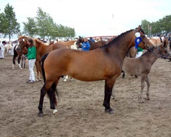 Zuchtstute Horsemosens Manna (New-Forest-Pony, 1995, von Marlino)