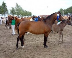 broodmare Horsemosens Manna (New Forest Pony, 1995, from Marlino)