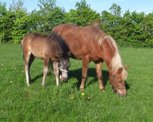 Zuchtstute Horsemosens Nana (New-Forest-Pony, 1983, von Exmoor Staldens Pascal Paoli)