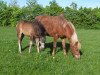 Zuchtstute Horsemosens Nana (New-Forest-Pony, 1983, von Exmoor Staldens Pascal Paoli)