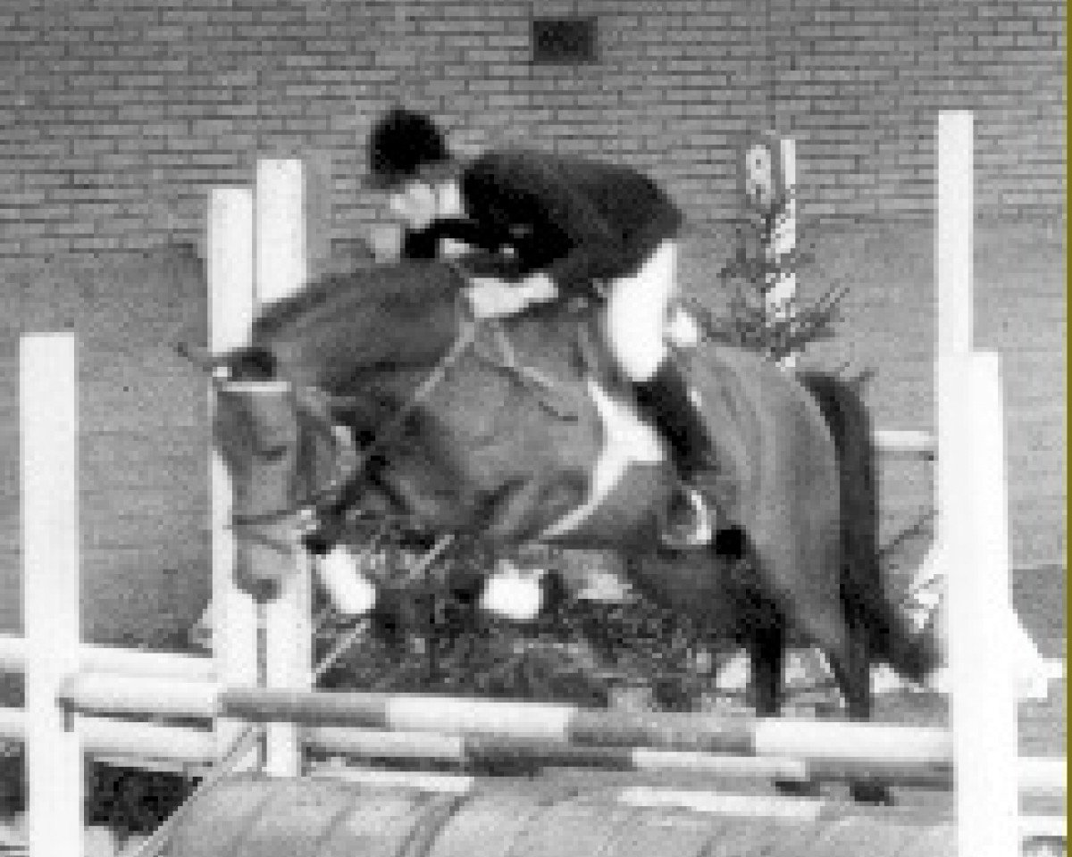 Deckhengst Staplecross Spitfire (New-Forest-Pony, 1968, von Knightwood Spitfire)