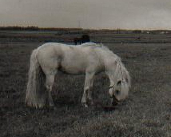 stallion Luckington Fleetfoot (New Forest Pony, 1970, from Merrie Musket)