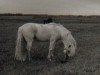 stallion Luckington Fleetfoot (New Forest Pony, 1970, from Merrie Musket)