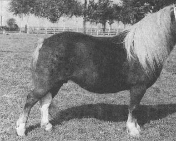 broodmare Zingrid van Grolloo (Shetland pony (under 87 cm), 1985, from Claret)