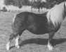 Zuchtstute Zingrid van Grolloo (Shetland Pony (unter 87 cm), 1985, von Claret)