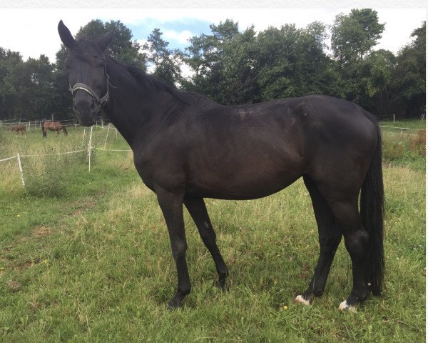 broodmare Lady Rubina (Oldenburg, 2003, from Rubin Royal OLD)