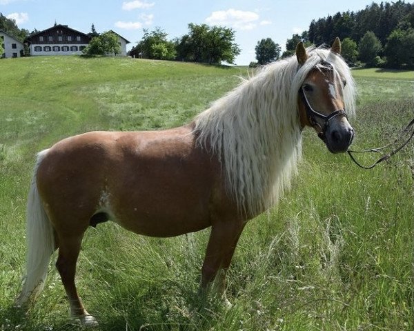 broodmare Polonja (Haflinger,  , from Selection)