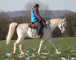 Pferd Goltemor (Vollblutaraber, 2014)