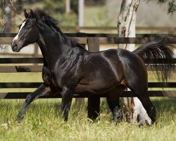 stallion Alfred Nobel xx (Thoroughbred, 2007, from Danehill Dancer xx)