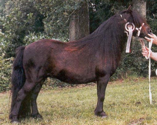 broodmare Zonneroosje v.d. Gathe (Shetland Pony, 1985, from Narco v.d. Uitweg)