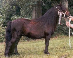 Zuchtstute Zonneroosje v.d. Gathe (Shetland Pony, 1985, von Narco v.d. Uitweg)