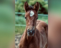 Springpferd Émeraude de sables Z (Zangersheide Reitpferd, 2021, von Epleaser van het Heike)