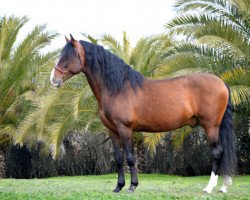 horse Careto 7 (Andalusians/horse of pure Spanish race, 2010)