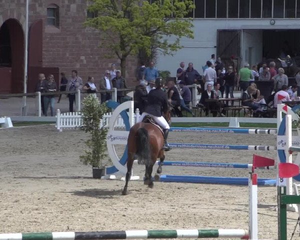 Reitturnier Zweibrücken 2018