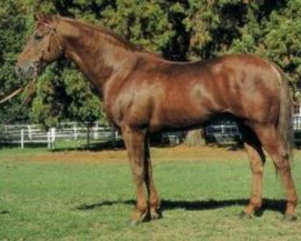 stallion Prince Ig'Or AA (Anglo-Arabs, 1980, from Abidjan AA)