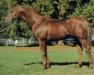 stallion Prince Ig'Or AA (Anglo-Arabs, 1980, from Abidjan AA)
