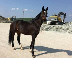 broodmare Oria (Trakehner, 2009, from Oliver Twist)