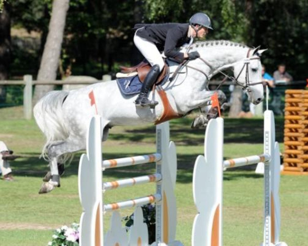 stallion Quartz de Talma (Selle Français, 2004, from Carthago)