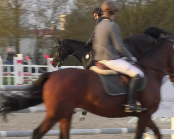 Reitturnier Langenau 2018
