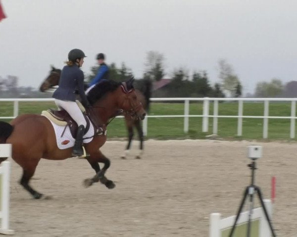 Reitturnier Langenau 2018