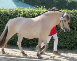 broodmare Lale (Fjord Horse, 2010, from Fjoeleson)