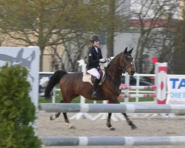 Reitturnier Langenau 2018