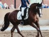 broodmare Arosa (German Riding Pony, 2003, from Desperado K)