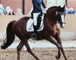 broodmare Arosa (German Riding Pony, 2003, from Desperado K)