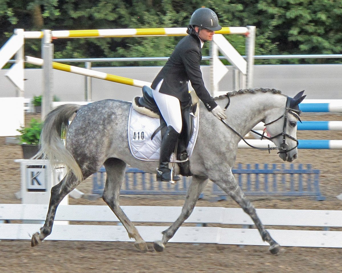 Zuchtstute WhyNot Up and Away (Deutsches Reitpony, 2006, von Callenberg's Just in time)