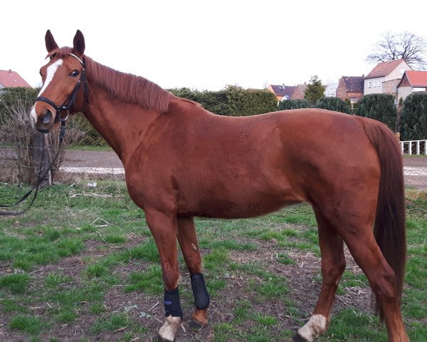 broodmare Wiskia (Hanoverian, 2005, from Wie Weltmeyer)