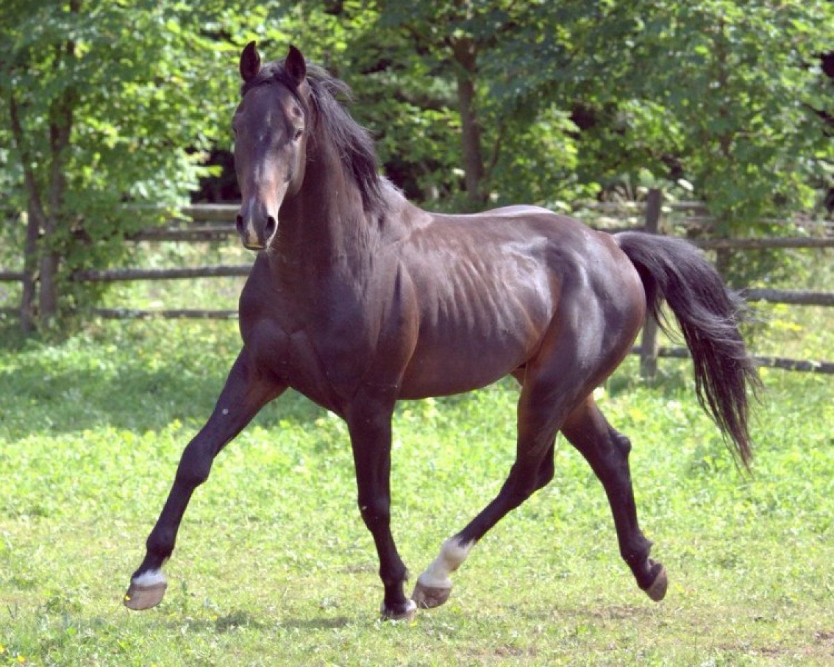 stallion Senna 14 (Württemberger, 2004, from Senna Z)