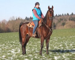 Pferd Chaco (Vollblutaraber, 2013, von Kahil Al Shaqab ox)