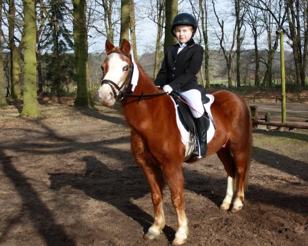 Dressurpferd Luna (Welsh Mountain Pony (Sek.A), 2001)