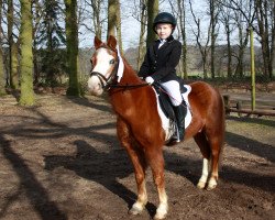 dressage horse Luna (Welsh mountain pony (SEK.A), 2001)