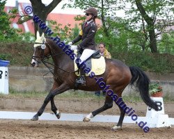 horse Mambrina of Best (Welsh Partbred, 1997, from Coelenhage's Let's Be The Best)