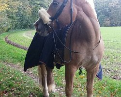 Dressurpferd Willem (Haflinger, 2013, von Maxi van de Schotenshoeve)