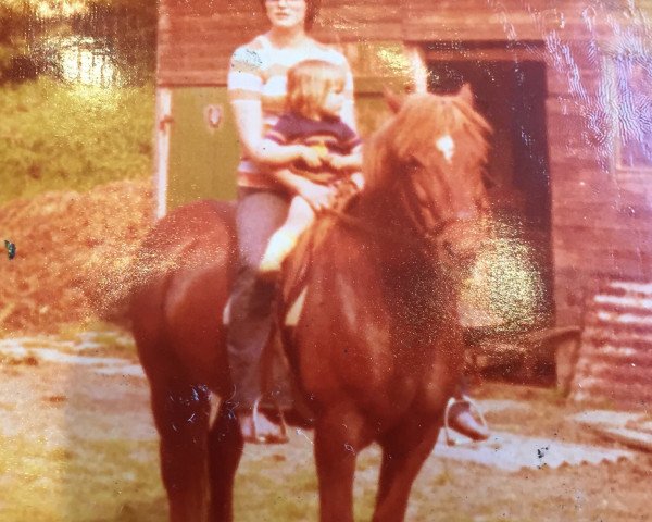 broodmare Anja (Haflinger, 1969, from Floki)