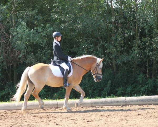 horse Báró (Haflinger, 2000, from Baron)