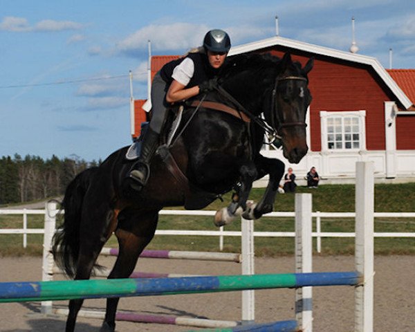 stallion Esculturo PJ (Hanoverian, 2005, from Escudo I)