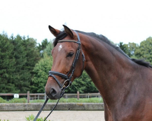 dressage horse Leonardo 883 (Hanoverian, 2009, from Lordanos)