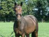 broodmare Candy Crush PJ (Hanoverian, 2013, from Canturo)