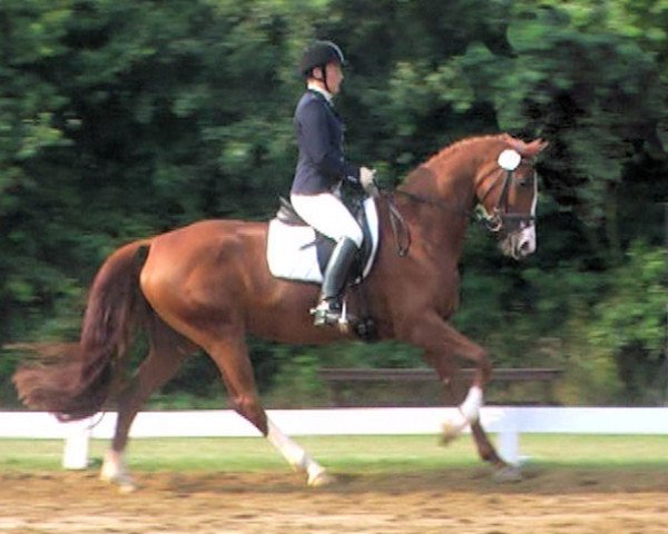 dressage horse Royal Djamba PJ (Hanoverian, 2006, from Royal Blend)