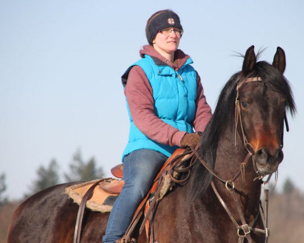 horse Egon (Alter Ego) (Arabian thoroughbred, 2014, from Kahil Al Shaqab ox)