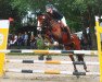 dressage horse Traumtänzer 29 (German Riding Pony, 2006, from Timberland)