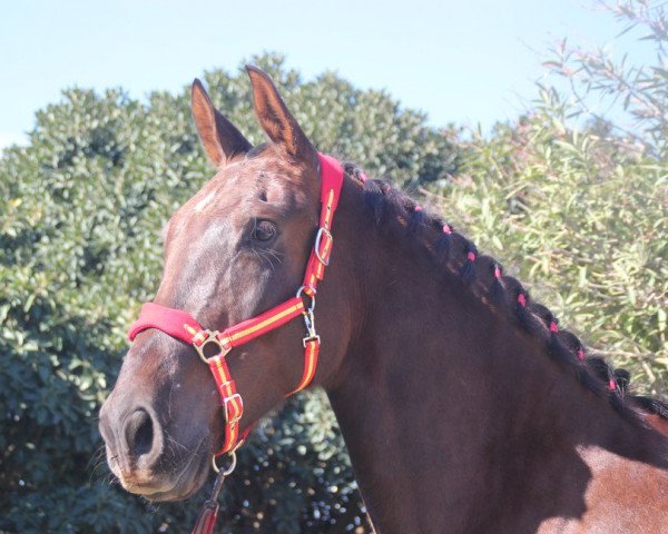 Pferd TIFON (Hispano-Araber, 2010)