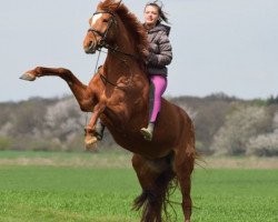 broodmare Donner Littchen (Oldenburg, 2007, from Donnerklang)