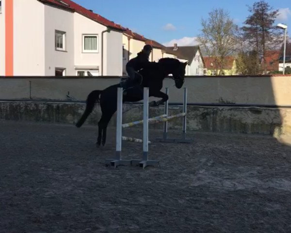 dressage horse Diabolo 430 (Bavarian, 2001, from Del Mondo)