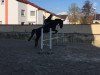 dressage horse Diabolo 430 (Bavarian, 2001, from Del Mondo)